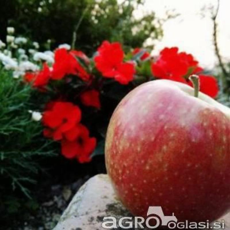 Jabolka Topaz, Jonagold, FUJI KIKU, Idared