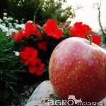 Jabolka Topaz, Jonagold, FUJI KIKU, Idared