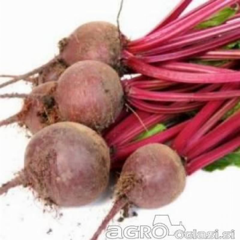 Rdeča pesa