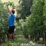 Vino domači cviček