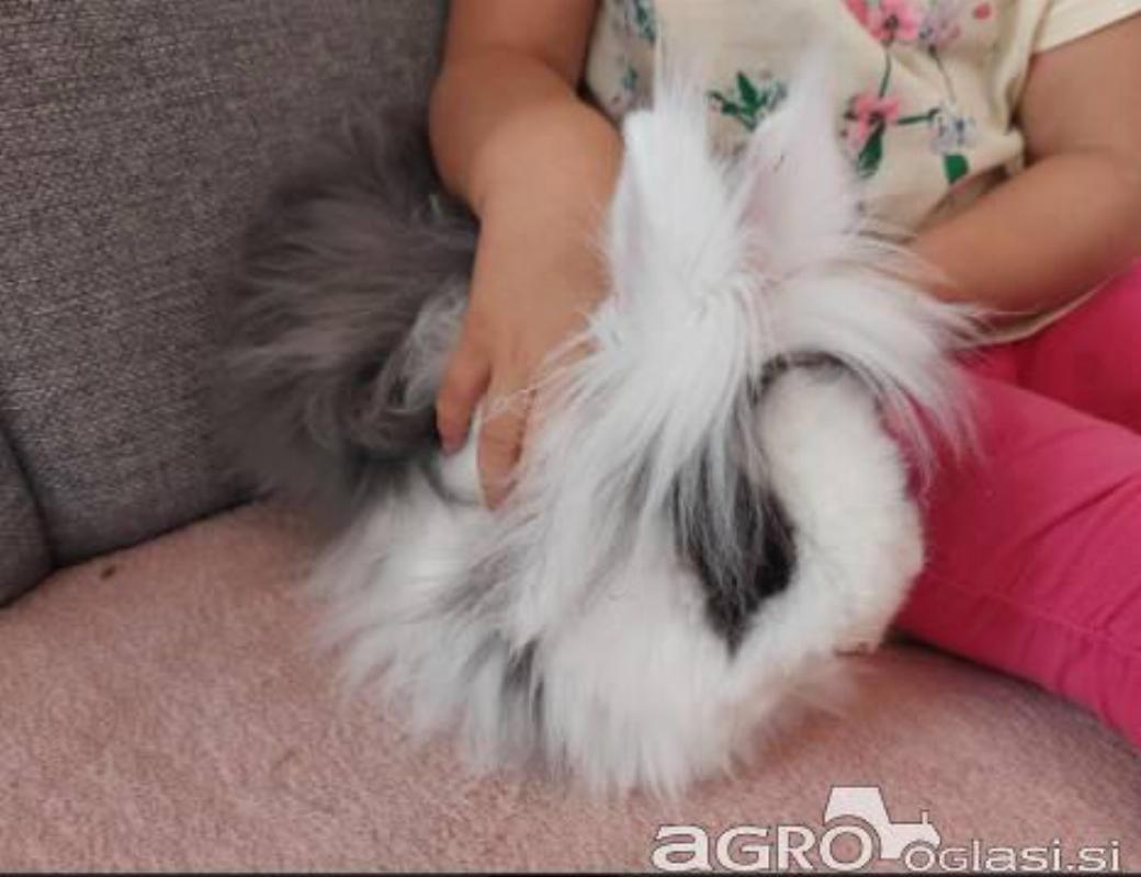 Hišni mini zajček oz. kunec - ANGORA