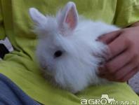 Hišni mini zajček oz. kunec - ANGORA