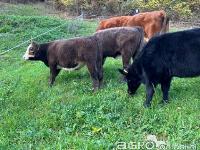 Prodam 4 telice EKOLOŠKE REJE