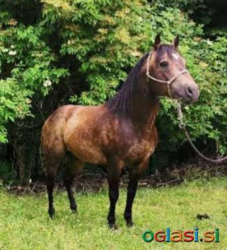 Quarter Horse žrebec za pripust