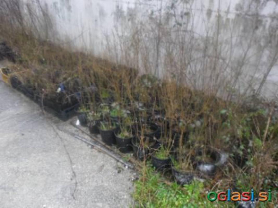 SADIKE GRANATNIH JABOLK RAZLIČNIH SORT