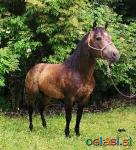 Quarter Horse žrebec za pripust
