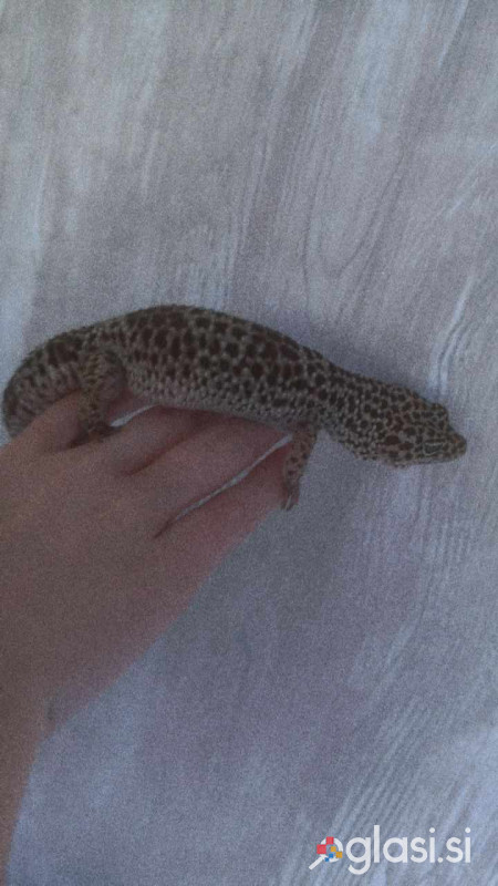 Leopardja gekona