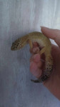 Leopardja gekona