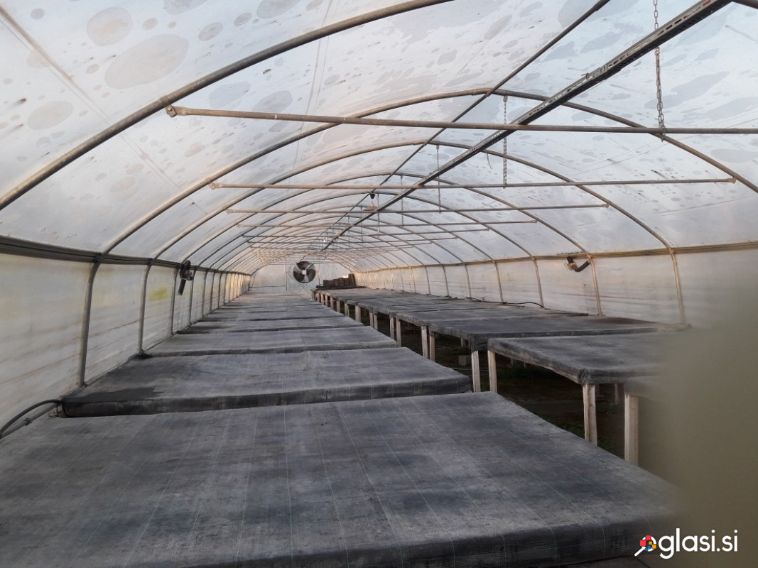 Prodaja rabljen  rastlinjak  250m2