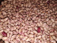 Prodamo suh domač fižol češnjevec letošnji.