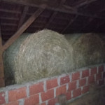 Seno v okroglih balah