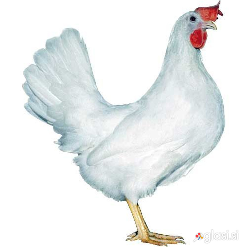 Kokoši - jarkice za začetek nesnosti
