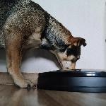 Samodejni elektronski pametni podajalnik hrane za živali LCD 6 komor