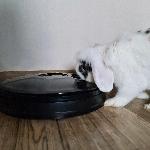 Samodejni elektronski pametni podajalnik hrane za živali LCD 6 komor