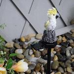 Solarna dekorativna LED vrtna svetilka kakadu 42cm 2W