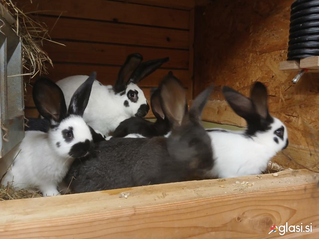 Zajci, Kunci, Nemški lisec, kalifornijec,