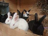 Zajci, Kunci, Nemški lisec, kalifornijec,