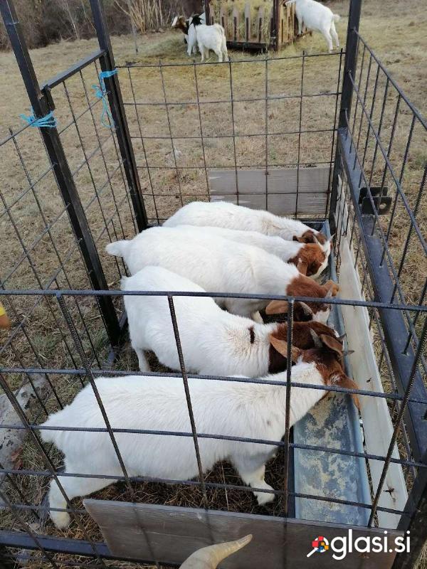 Krmilnik za drobnico jagnje, kozličke