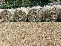 Seno v okroglih balah