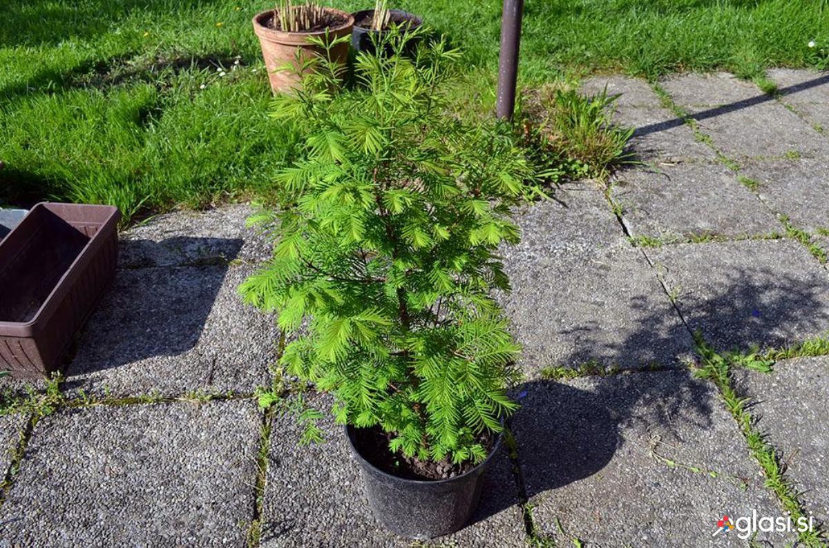 Metasekvoja - sadika (Metasequoia glyptostroboides)