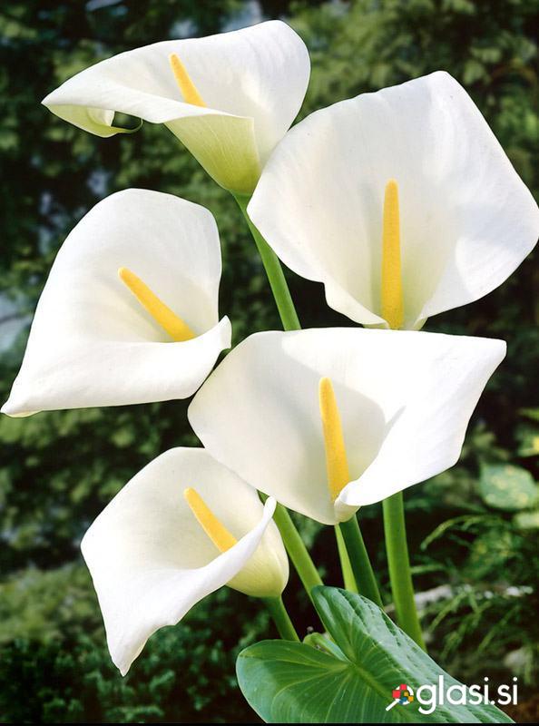 Zantedeschia / Calla / Kala lilija, 50 cm