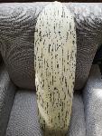 Leseni LONGBOARD cruiser ROČNO DELO, omejena serija