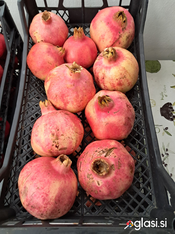 GRANATNA  JABOLKA SEZONA 2025 VIPAVSKA DOLINA