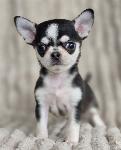 Čivava - chihuahua