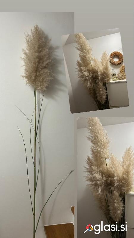 Cvetovi Pompaška trava