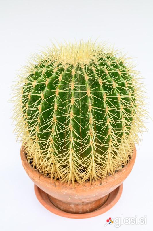 Kaktus vrste Echinocactus grusonii