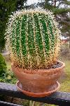 Kaktus vrste Echinocactus grusonii