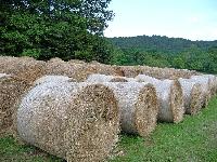 Seno okrogle bale