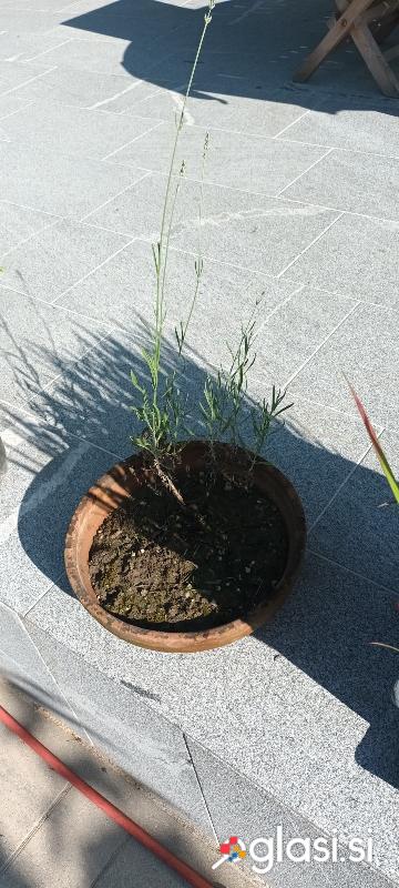 Sivka lavanda v loncu