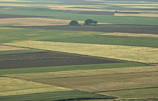 Odam njive v najem za leto 2026 okolica Vitomarci