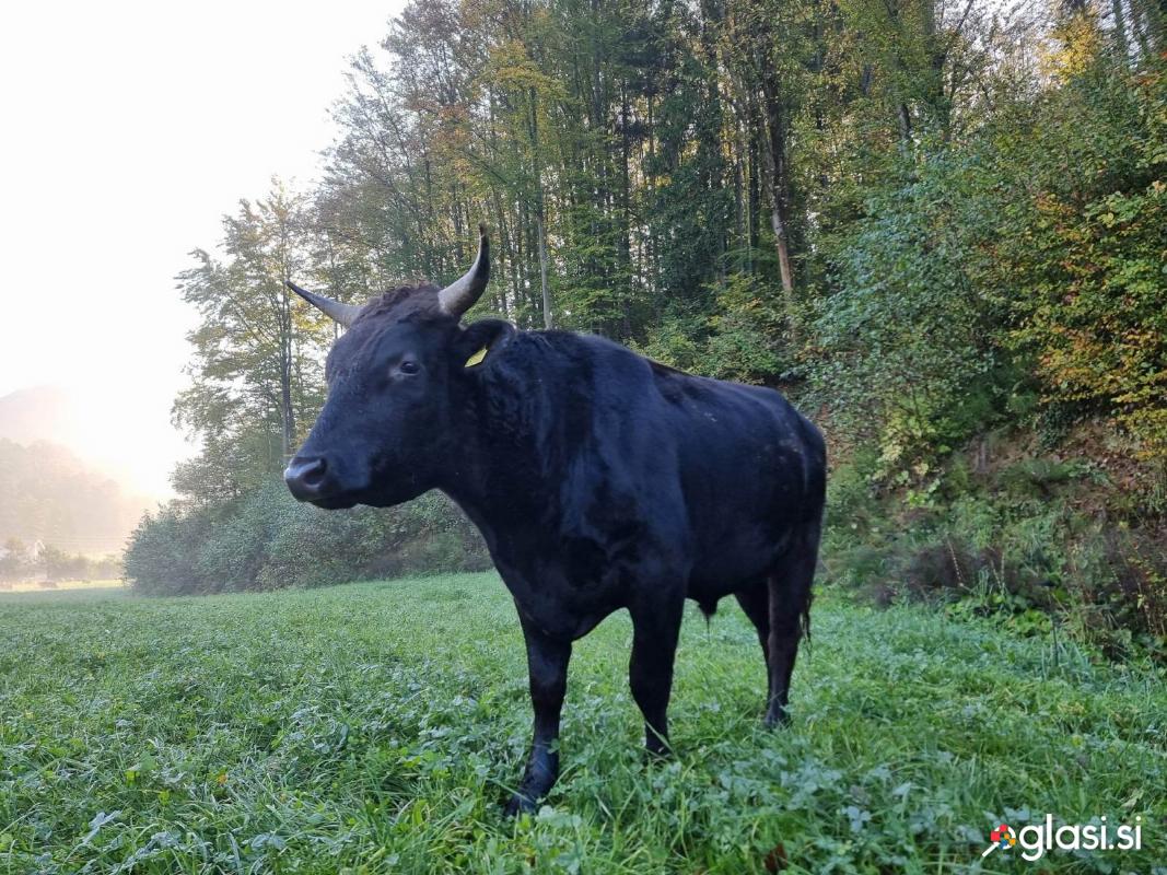 WAGYU - PLEMENSKI BIK EKOLOŠKA REJA