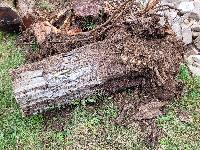 Oreh, čok s koreninami,  cca 1m3