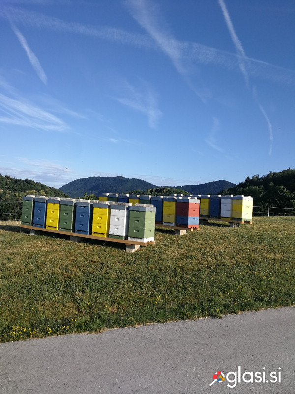 Čebelje družine na 10 LR (1/1) satih