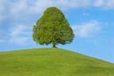 Lipa - simbol slovenstva