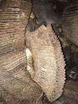 Lopatice