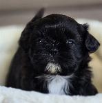 Shih-tzu mladički