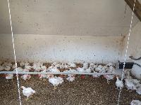 Napajalnik za perutnino, avtomatski napajalnik za perutnino