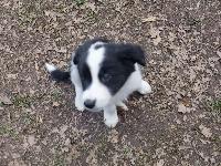 BORDER COLLIE MLADIČKI - TAKOJ NA VOLJO