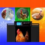 Elektronska solarna avtomatska LCD vrata za kokošnjak 38x28cm črna