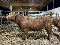 LIMUZIN Bikci za pleme gen. brezrožni NEMŠKI PEDIGRE