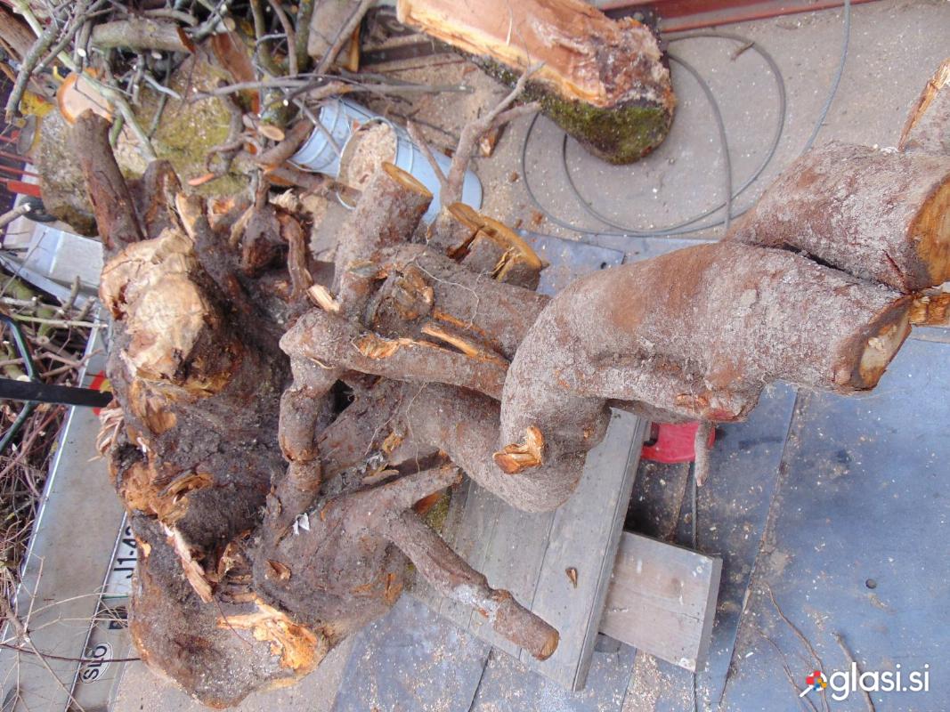 Korenina - štor - češnja