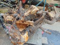 Korenina - štor - češnja