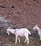 Prodam kozla ali menjam za mladega ovna.