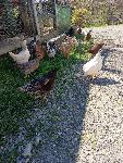 Domača jajca kokoši