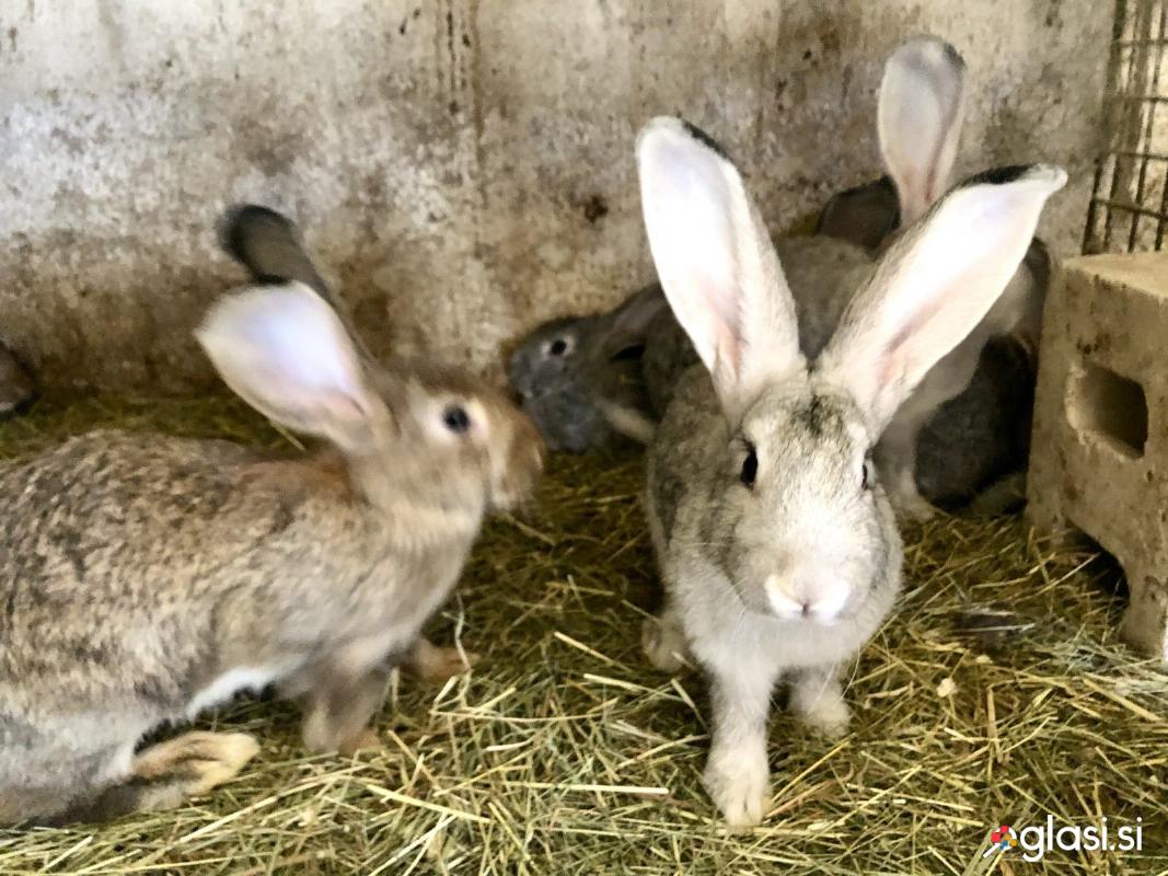 Zajci za nadaljnjo rejo