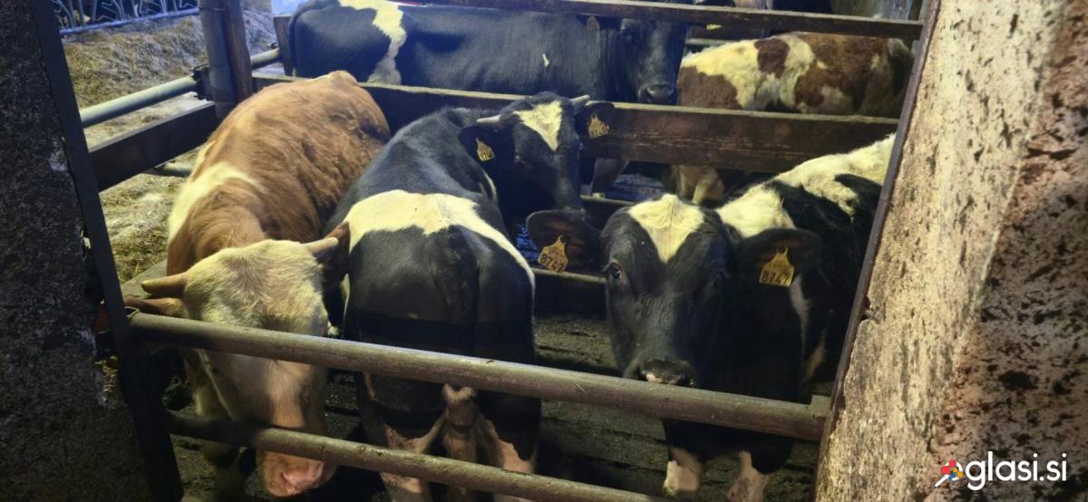 Biki cca 300kg žive teže